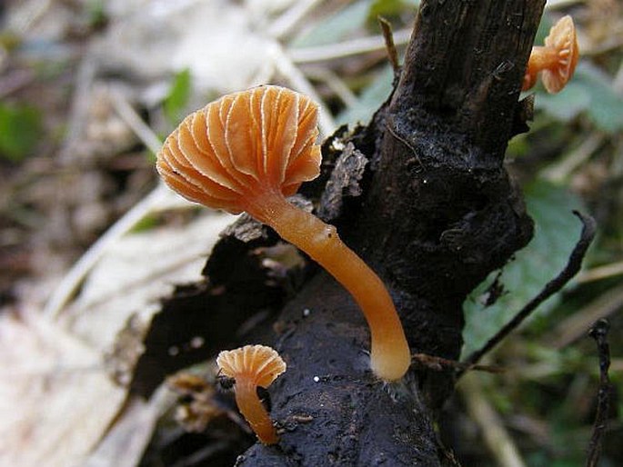 Tubaria furfuracea