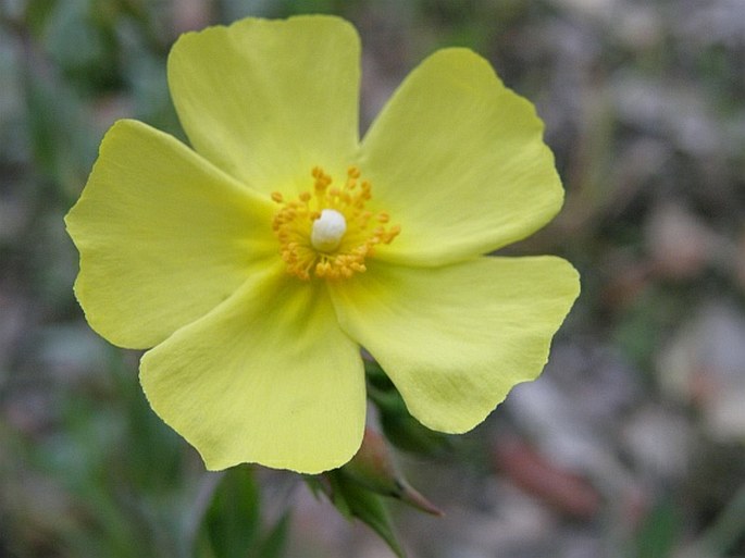 TUBERARIA LIGNOSA (Sweet) Samp.