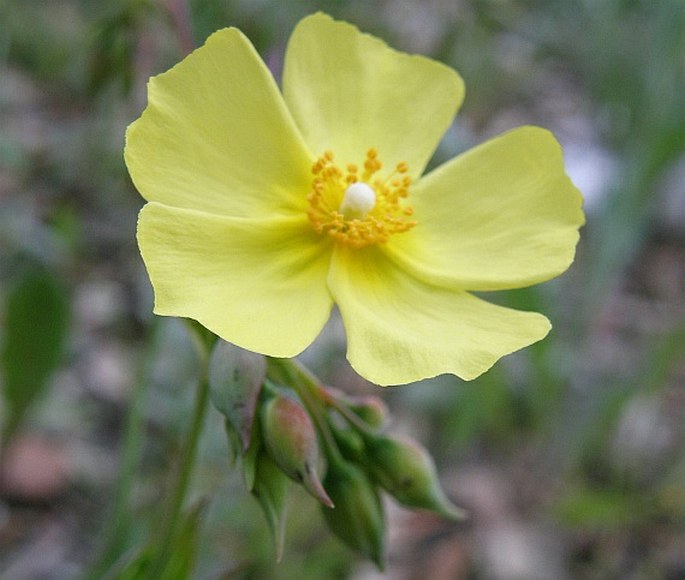 Tuberaria lignosa