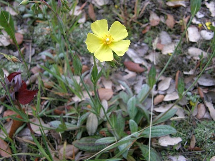 Tuberaria lignosa