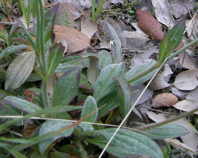 Tuberaria lignosa