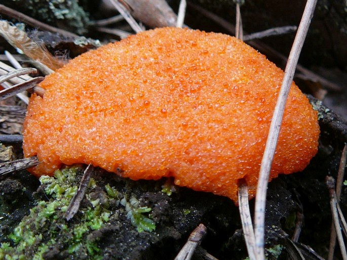 Tubifera ferruginosa