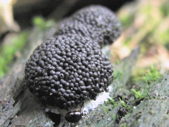 Tubifera ferruginosa