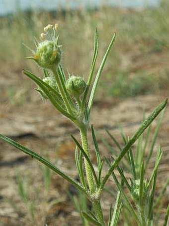 Plantago