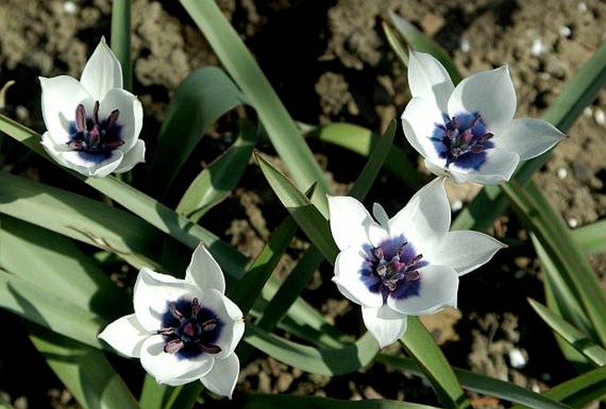 Tulipa humilis