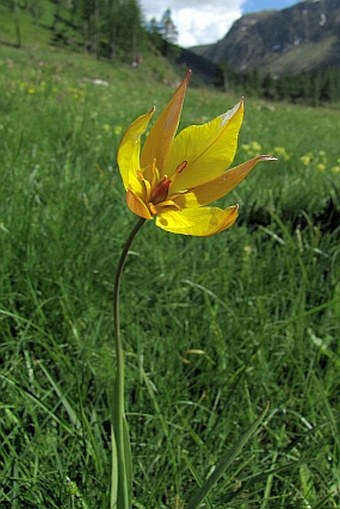 Tulipa sylvestris subsp. australis