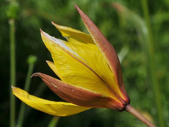 TULIPA SYLVESTRIS subsp. AUSTRALIS (Link) Pamp. – tulipán