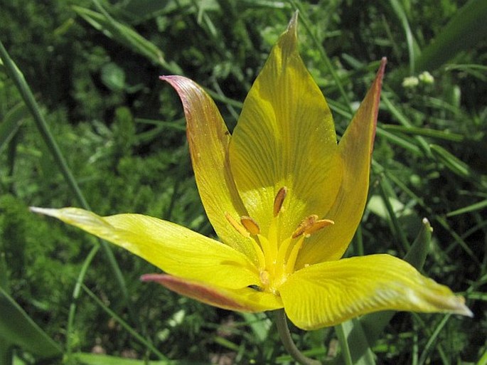 Tulipa sylvestris subsp. australis