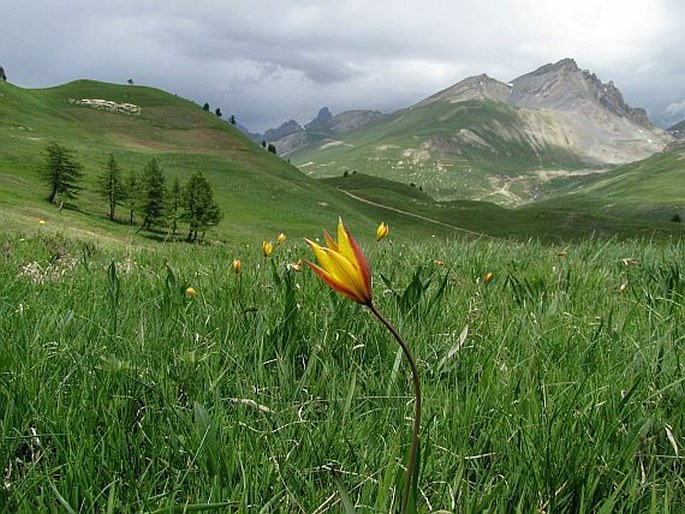 Tulipa sylvestris subsp. australis