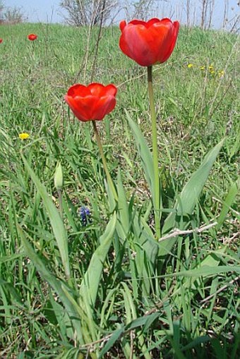 Tulipa ×gesnerana