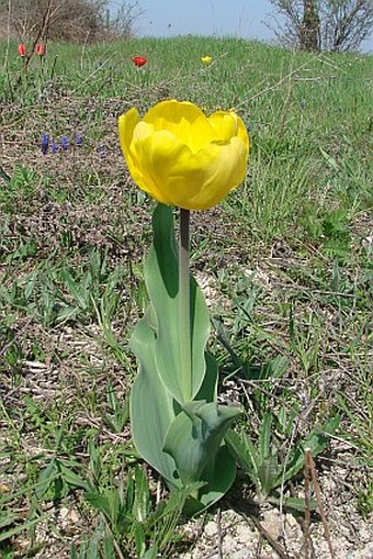 Tulipa ×gesnerana