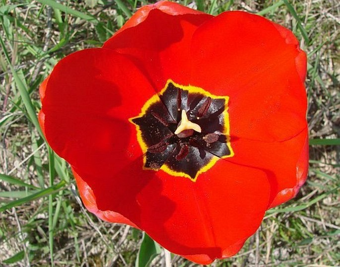 TULIPA ×GESNERANA L. – tulipán zahradní