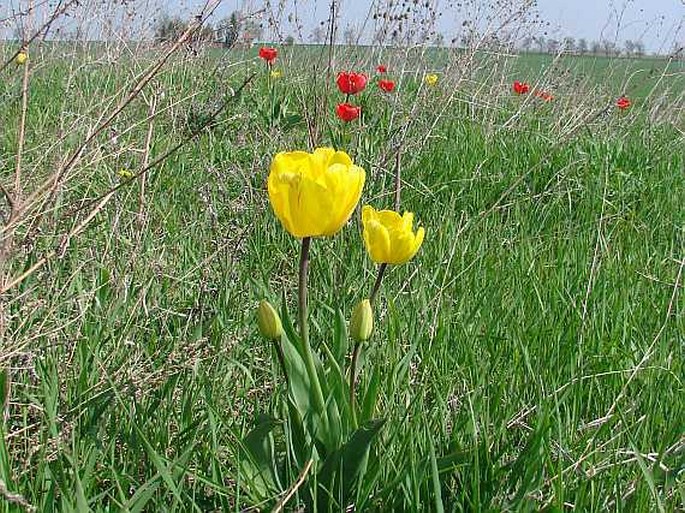 Tulipa ×gesnerana