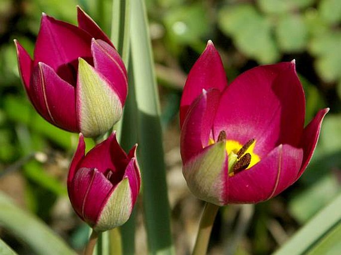 Tulipa pulchella cv. Persian Pearl