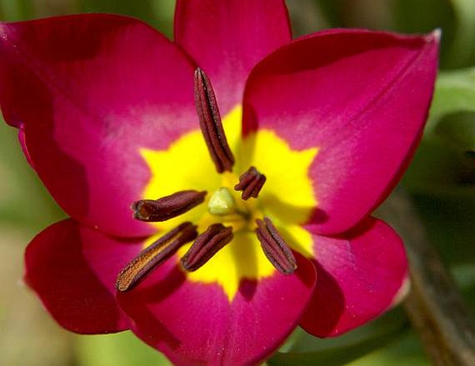 Tulipa pulchella cv. Persian Pearl