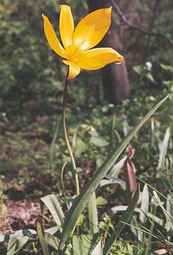 Tulipa sylvestris