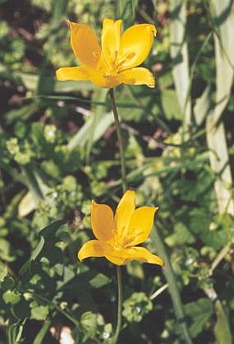 Tulipa sylvestris