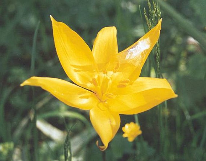 Tulipa sylvestris