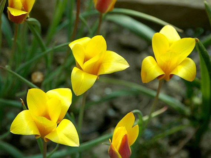 Tulipa clusiana