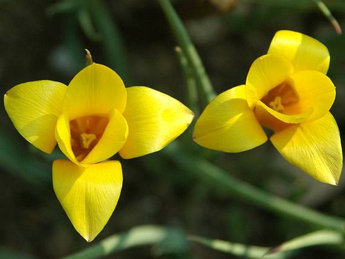 TULIPA STELLATA var. CHRYSANTHA A. D. Hall – tulipán