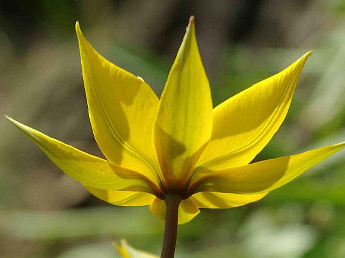 Tulipa sylvestris