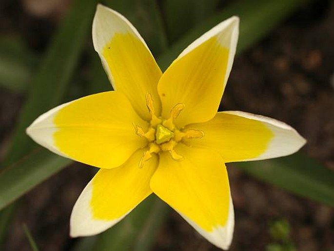 Tulipa urumiensis