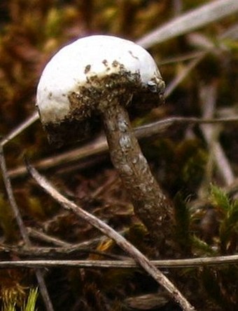 Tulostoma brumale