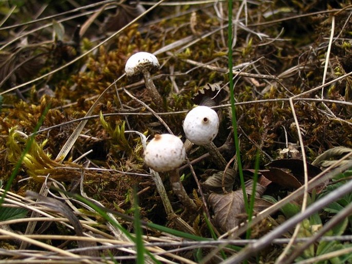 Tulostoma brumale