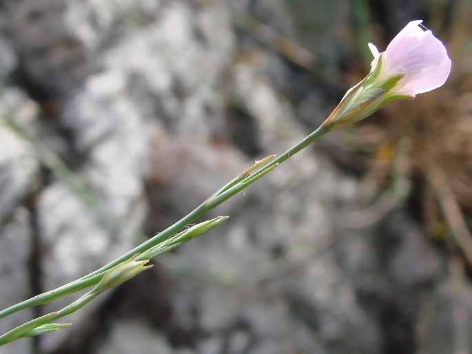 Petrorhagia saxifraga