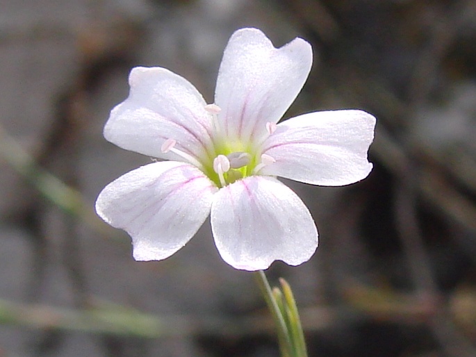 Petrorhagia saxifraga