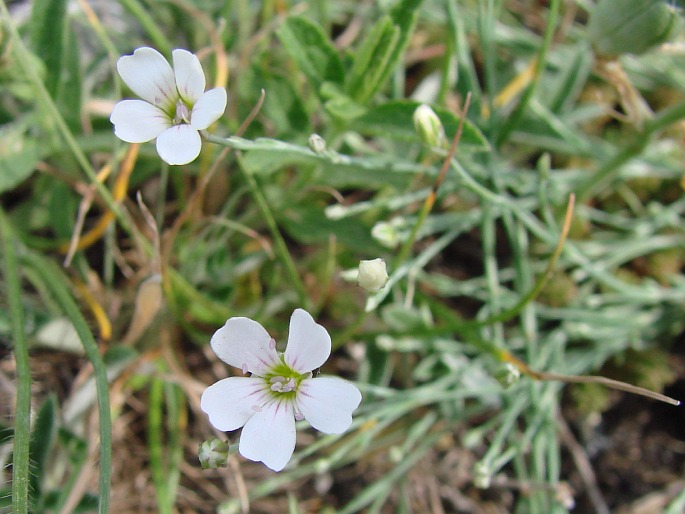 Petrorhagia saxifraga