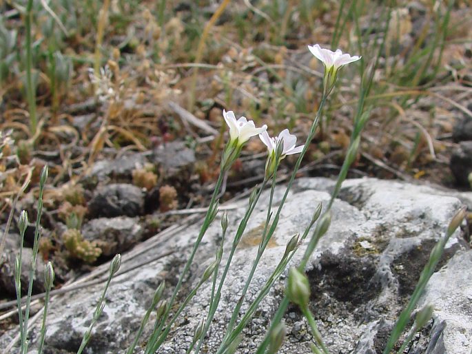 Petrorhagia saxifraga