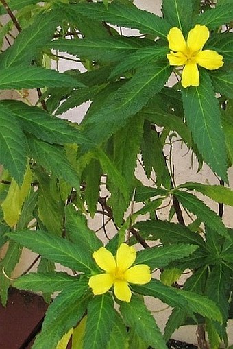 Turnera ulmifolia