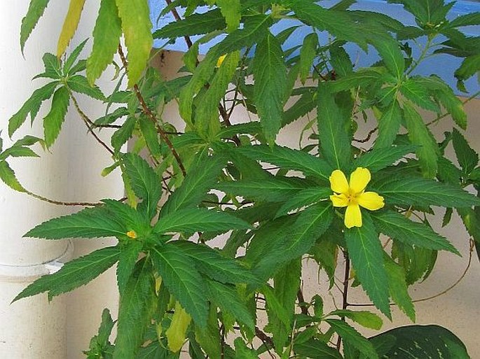 Turnera ulmifolia