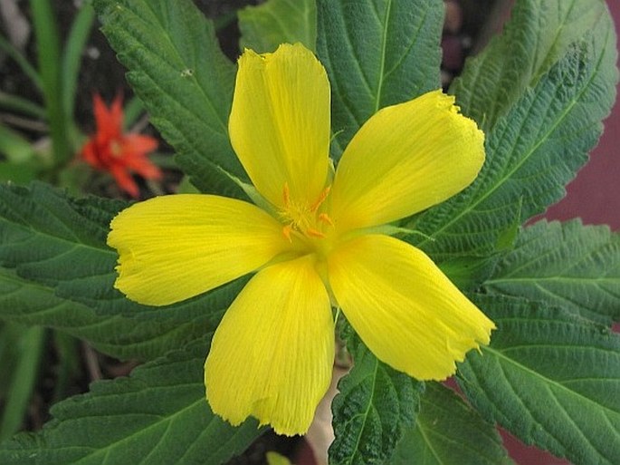 Turnera ulmifolia