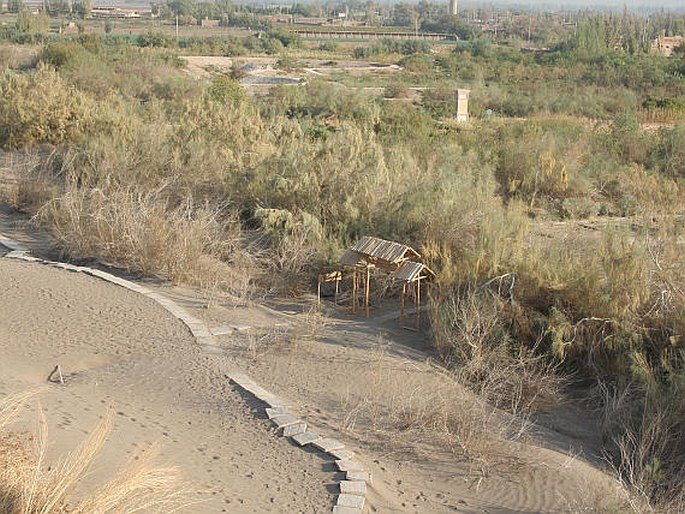 Turpan Eremophytes Botanical Garden