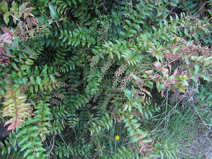 Coriaria sarmentosa