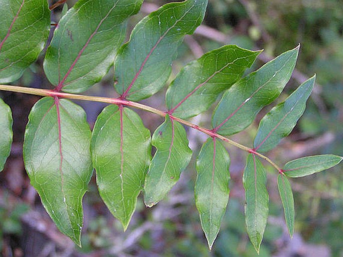 Coriaria sarmentosa