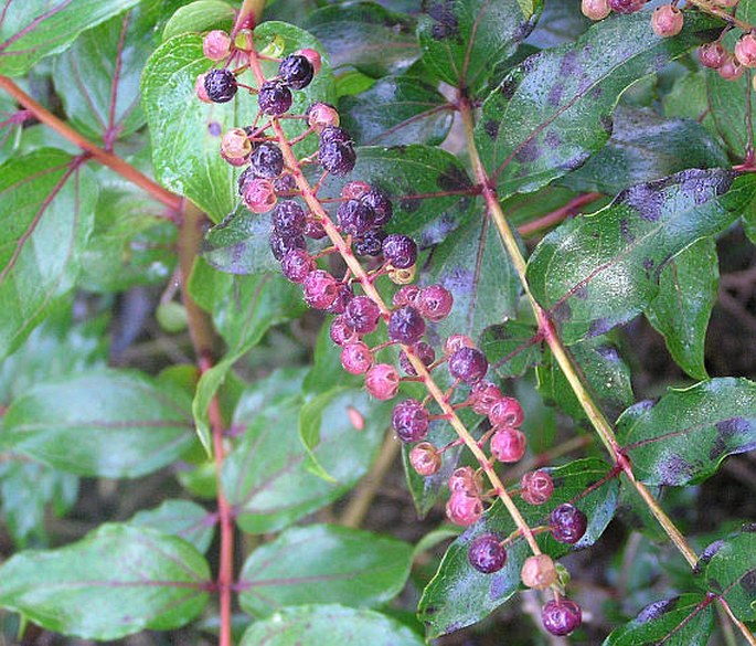 Coriaria sarmentosa