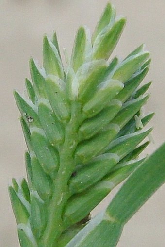 Sclerochloa dura