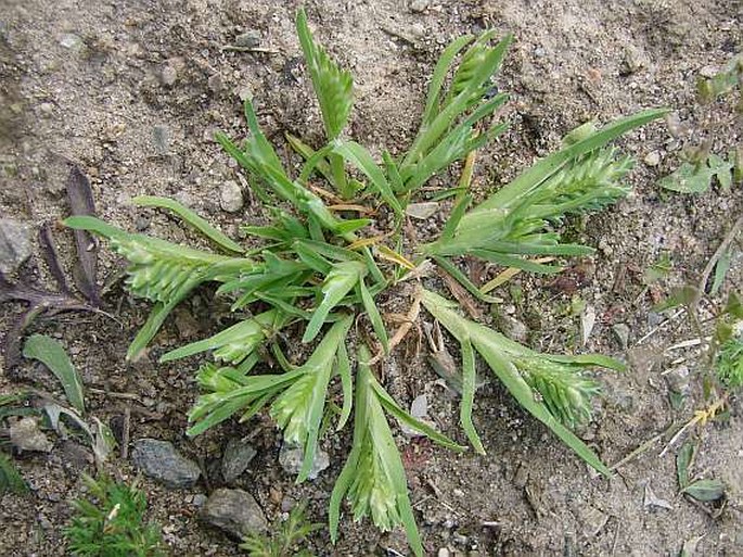 SCLEROCHLOA DURA (L.) P. Beauv. - tužanka tvrdá / tvrdica obyčajná