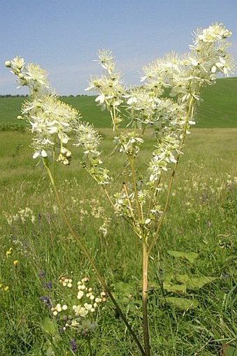 Filipendula vulgaris