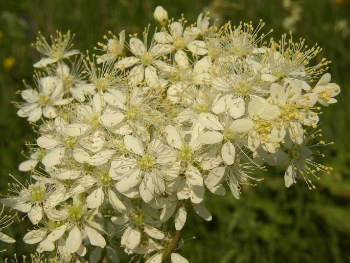 FILIPENDULA VULGARIS Moench – tužebník obecný / túžobník obyčajný