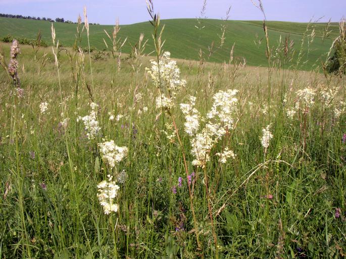 Filipendula vulgaris