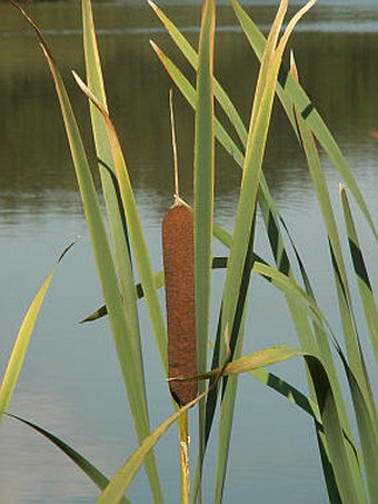 Typha