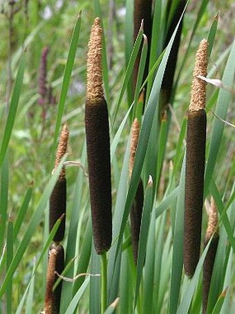 Typha shuttleworthii