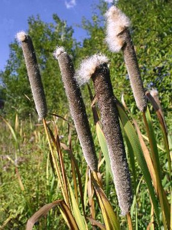 Typha shuttleworthii