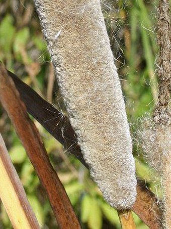 Typha shuttleworthii