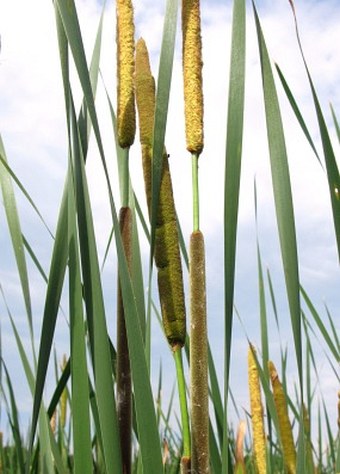 Typha angustifolia