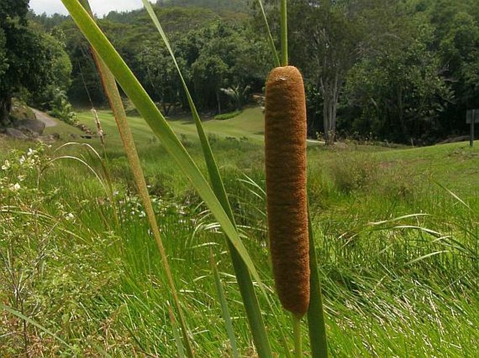 TYPHA DOMINGENSIS Pers. – orobinec